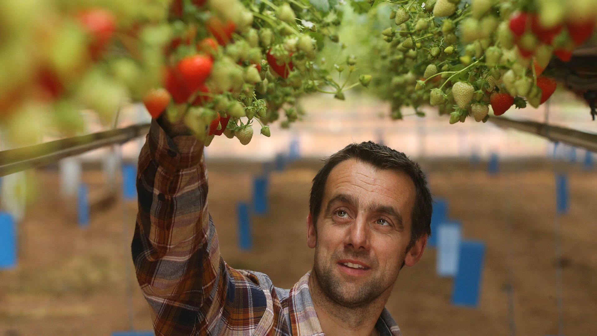 Man picking Strawberries